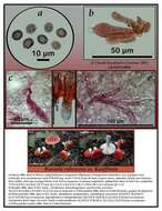 Image of Russula rubescens Beardslee 1914