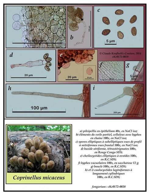 Image of Psathyrellaceae