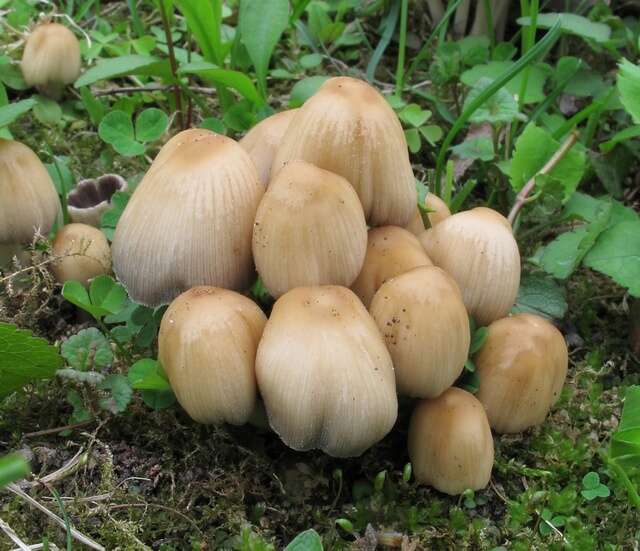 Image of Coprinellus