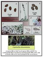 Image of Coprinellus