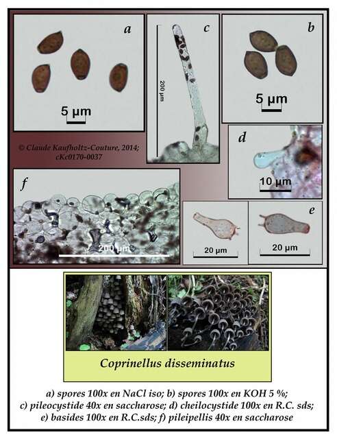 Image de Coprinellus