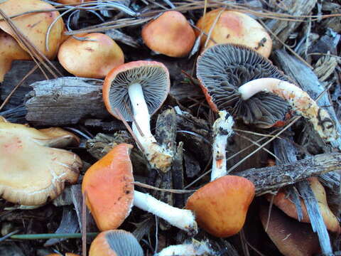 Image of Leratiomyces