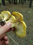 Image of Cantharocybe