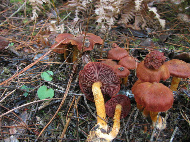 Image of Cortinarius smithii Ammirati, Niskanen & Liimat. 2013