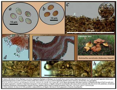 Image of Boletinellaceae