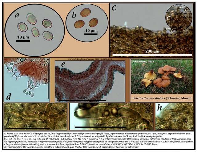 Sivun Boletinellaceae kuva