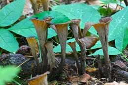 Image of Craterellus