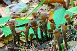 Image of Craterellus