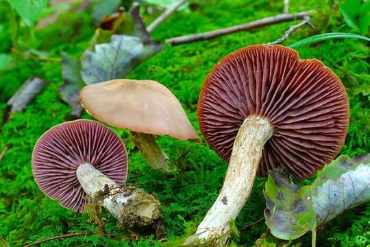 Image de Laccaria ochropurpurea (Berk.) Peck 1897