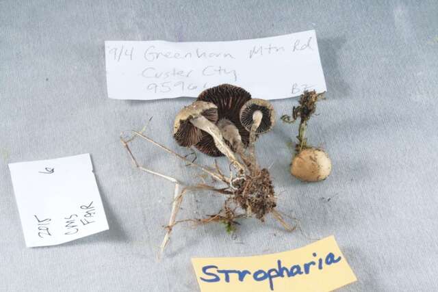 Image of Psilocybe aztecorum R. Heim 1957