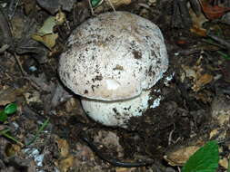 Sivun Boletus barrowsii Thiers & A. H. Sm. 1976 kuva