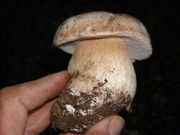 Sivun Boletus barrowsii Thiers & A. H. Sm. 1976 kuva