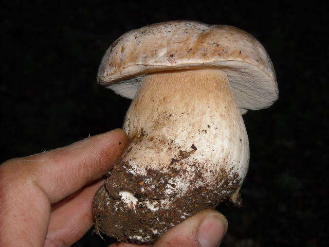 Sivun Boletus barrowsii Thiers & A. H. Sm. 1976 kuva