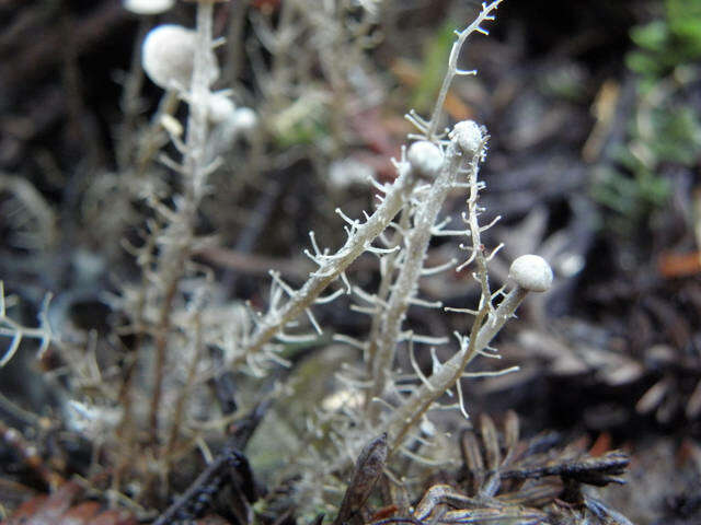 Image of Dendrocollybia