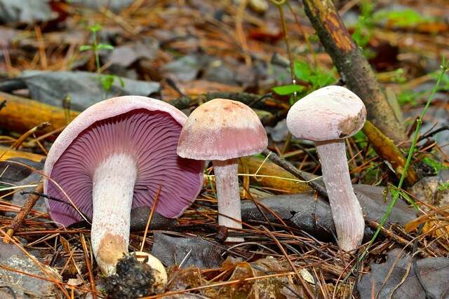 Image of Laccaria ochropurpurea (Berk.) Peck 1897