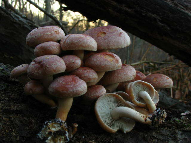 Image of Hypholoma