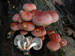 Image of Hypholoma