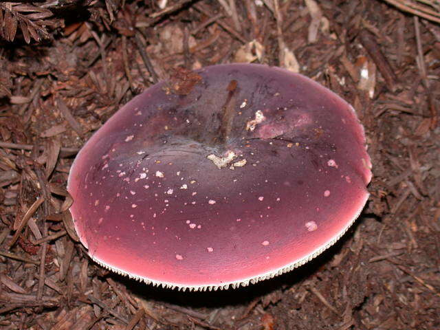 Image of Russula olivacea (Schaeff.) Fr. 1838