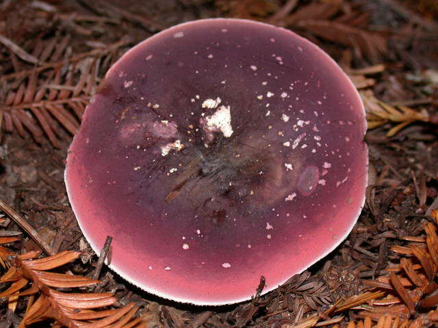 Image of Russula olivacea (Schaeff.) Fr. 1838