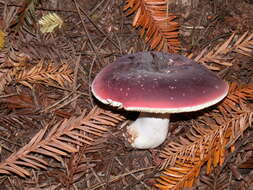 Image of Russula olivacea (Schaeff.) Fr. 1838