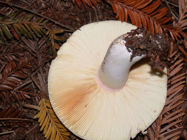 Image of Russula olivacea (Schaeff.) Fr. 1838