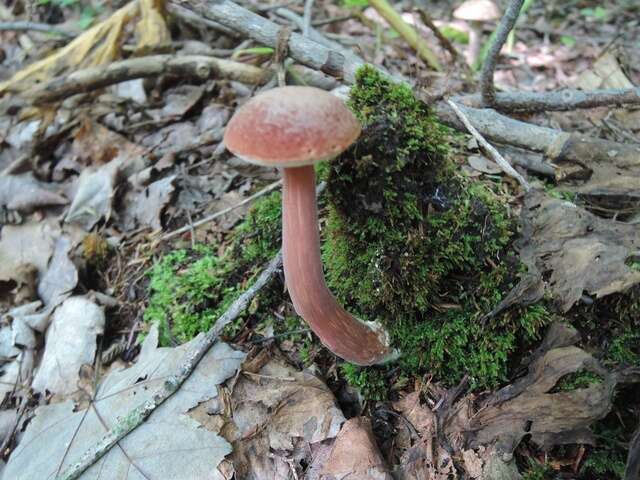 Plancia ëd Austroboletus