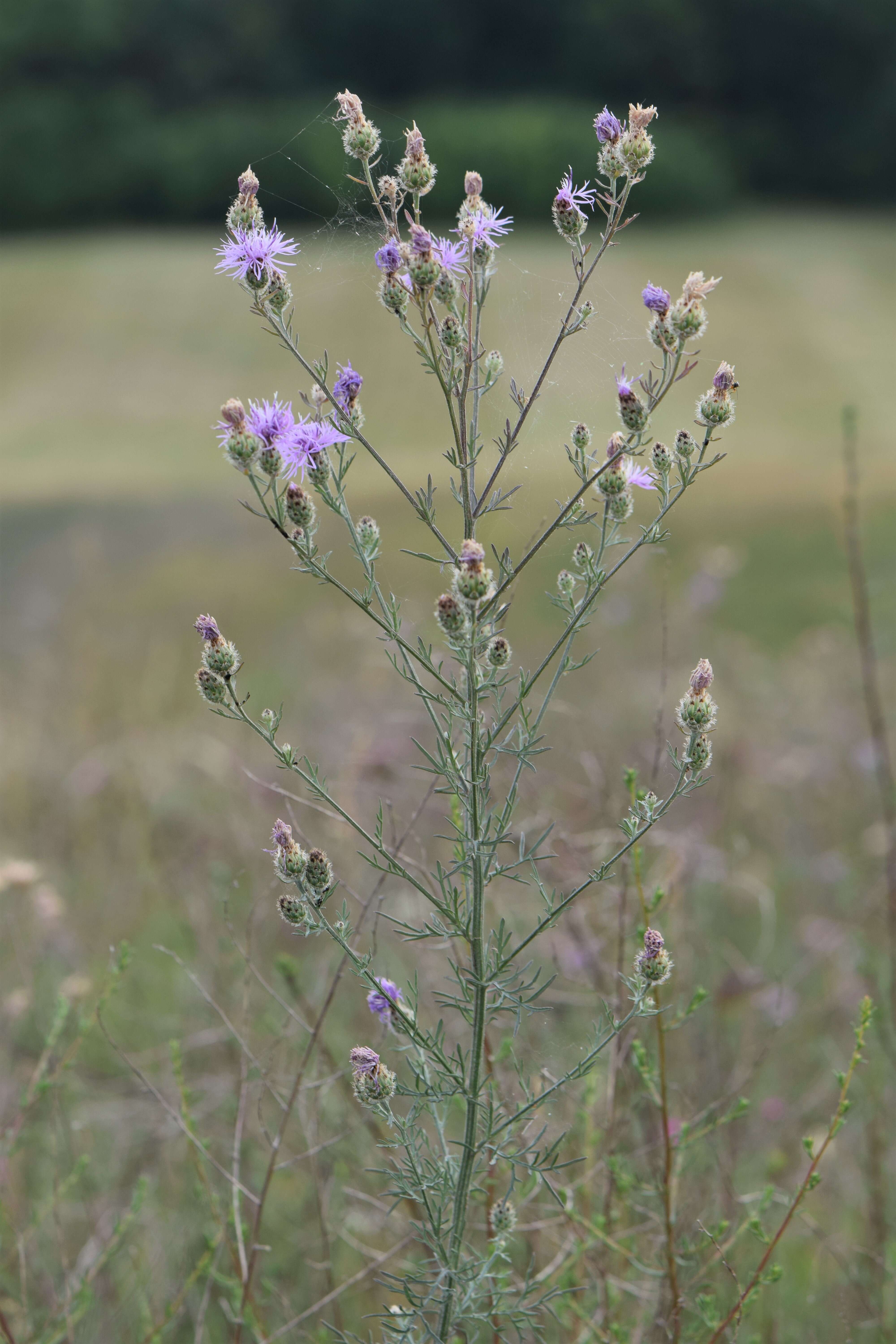 Image of spotted knapweed