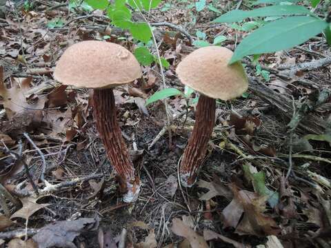 Image of Aureoboletus russellii (Frost) G. Wu & Zhu L. Yang 2016