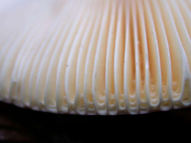 Image of Russula olivacea (Schaeff.) Fr. 1838