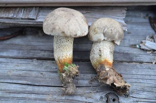 Слика од Retiboletus