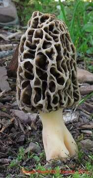 Image of Morchella prava Dewsbury, Moncalvo, J. D. Moore & M. Kuo 2012