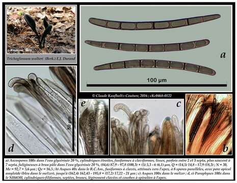 Image of Geoglossomycetes