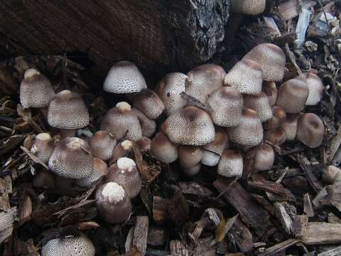 Plancia ëd Leucoagaricus