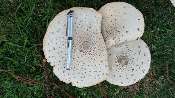 Image of Chlorophyllum