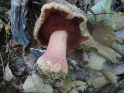 Image of Rubroboletus rhodosanguineus (Both) Kuan Zhao & Zhu L. Yang 2014