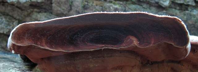 Image of Ganoderma