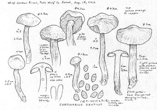 Image of Cortinarius gentilis (Fr.) Fr. 1838