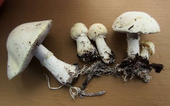 Image of Psilocybe coronilla (Bull.) Noordel. 1995