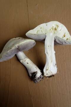 Image of Psilocybe coronilla (Bull.) Noordel. 1995