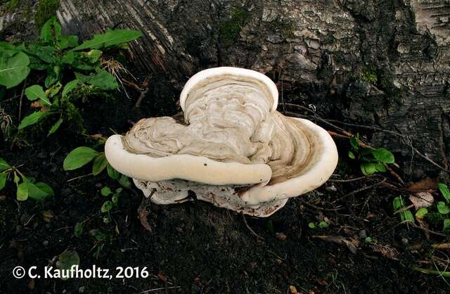 Image of Ganoderma