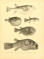 Plancia ëd Lagocephalus inermis (Temminck & Schlegel 1850)