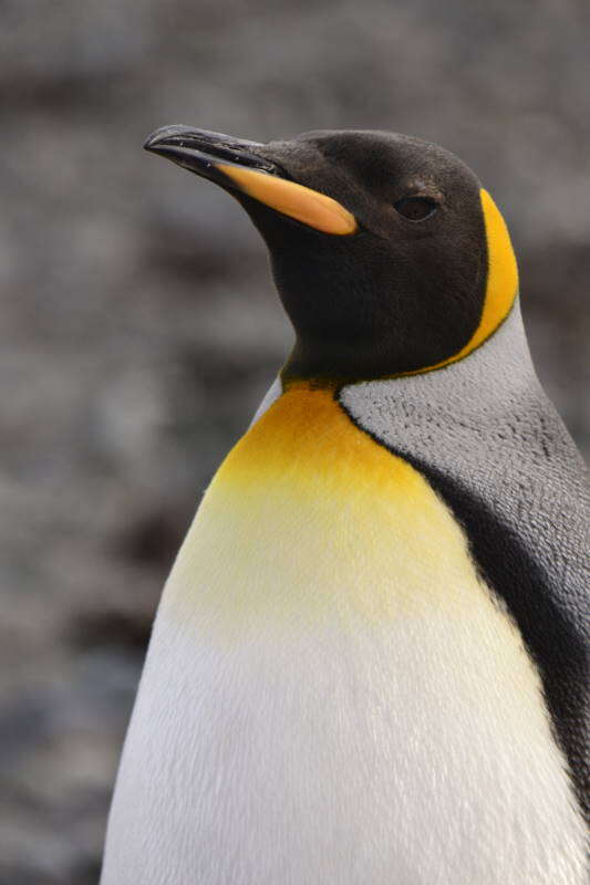 Image of King Penguin