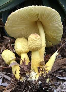 Image of Leucocoprinus