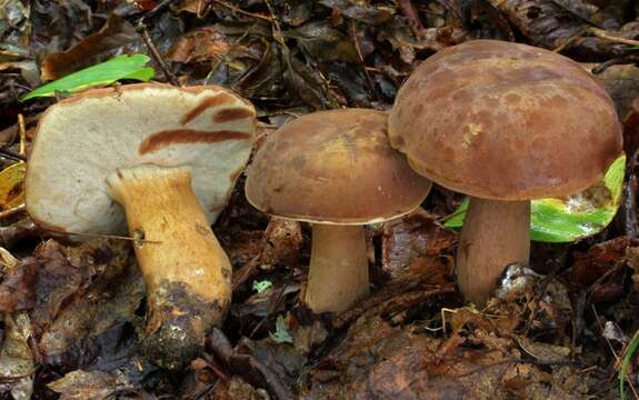 Image of Tylopilus badiceps (Peck) A. H. Sm. & Thiers 1971