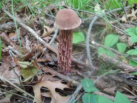 Image of Aureoboletus russellii (Frost) G. Wu & Zhu L. Yang 2016