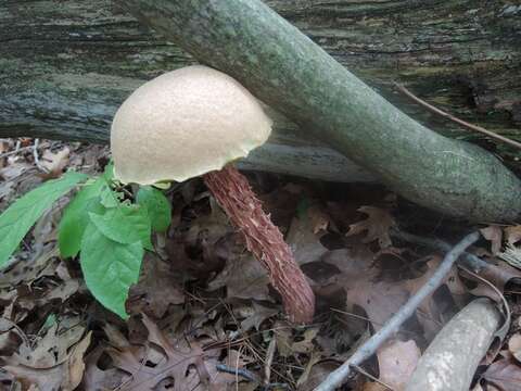 Sivun Aureoboletus russellii (Frost) G. Wu & Zhu L. Yang 2016 kuva