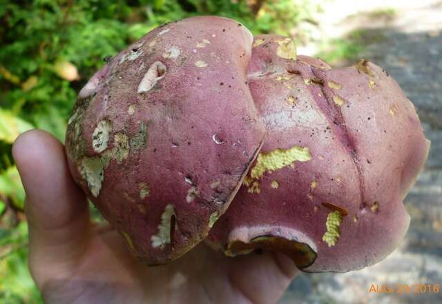 Image of Rubroboletus rhodosanguineus (Both) Kuan Zhao & Zhu L. Yang 2014