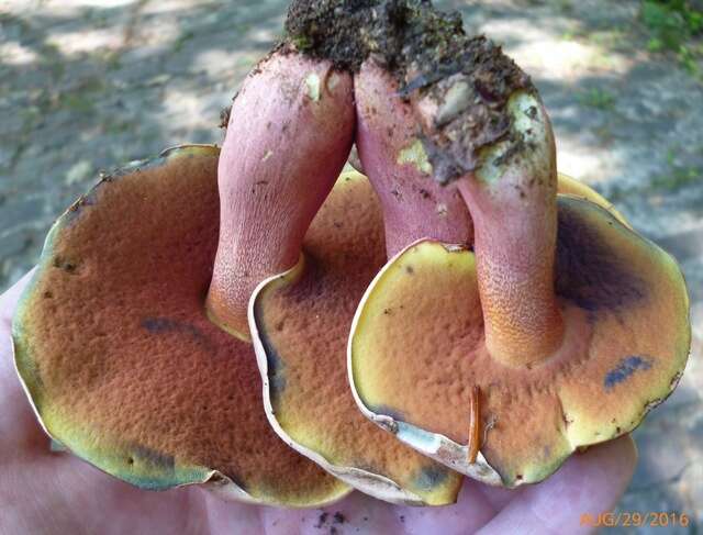 Image of Rubroboletus rhodosanguineus (Both) Kuan Zhao & Zhu L. Yang 2014