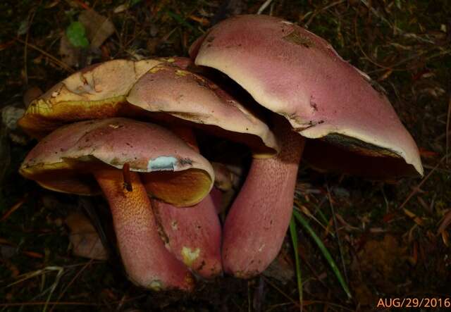 Image of Rubroboletus rhodosanguineus (Both) Kuan Zhao & Zhu L. Yang 2014