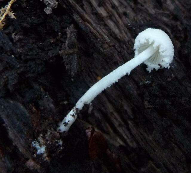 Image of Cystolepiota seminuda (Lasch) Bon 1976